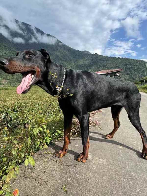 谁想当这狗屁的白玫瑰（下）