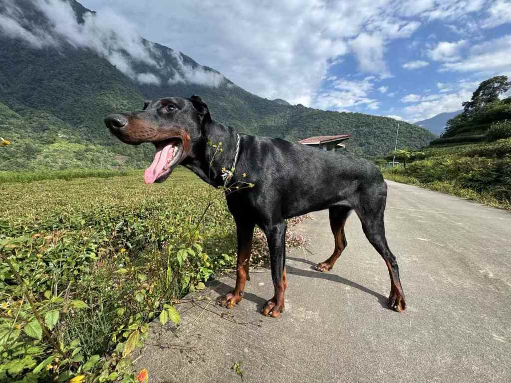 谁想当这狗屁的白玫瑰（下）