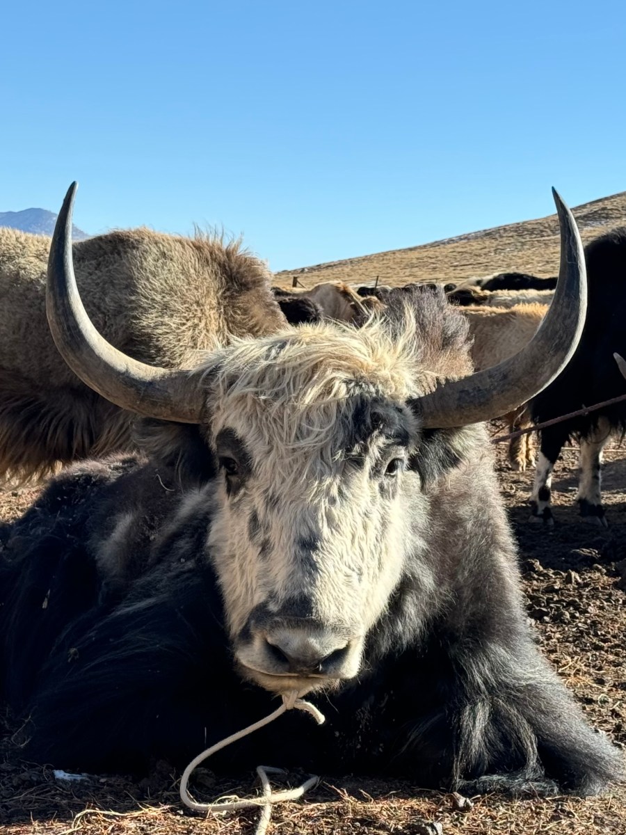 谁想当这狗屁的白玫瑰（中）