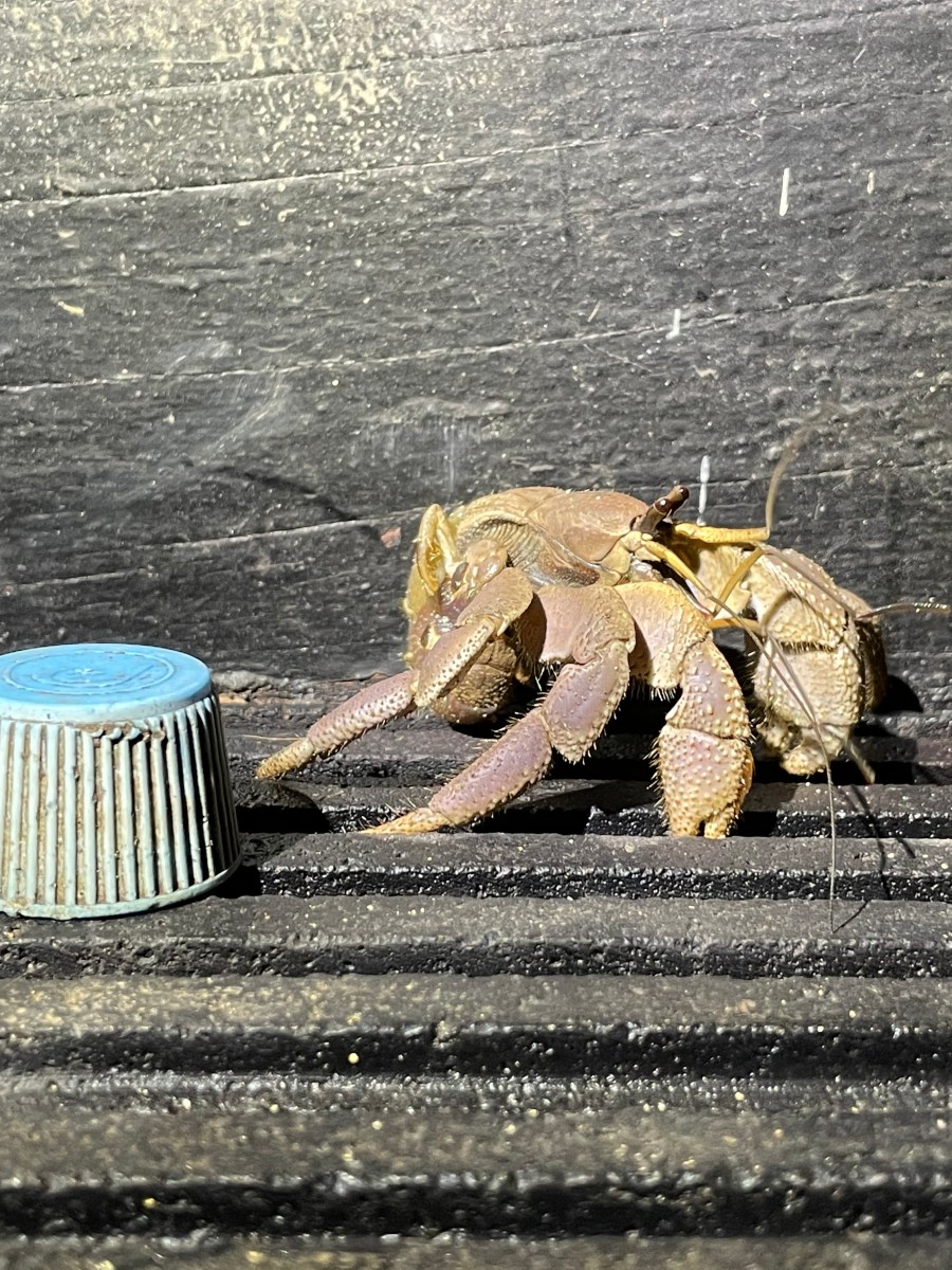 当背包客变成贬义词