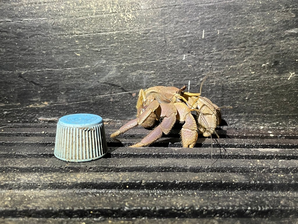 当背包客变成贬义词