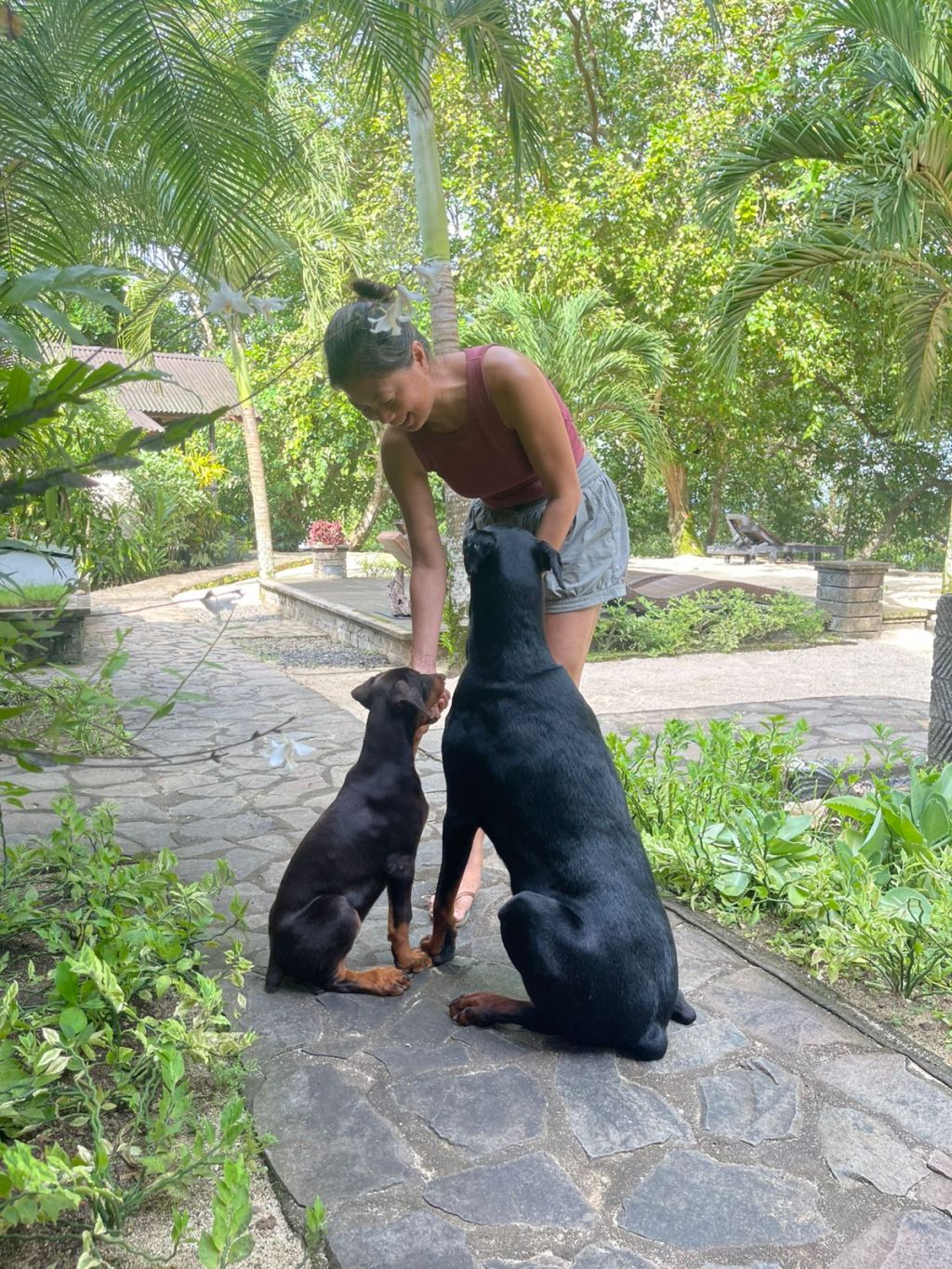 比养一只杜宾更快乐的事情是养两只杜宾