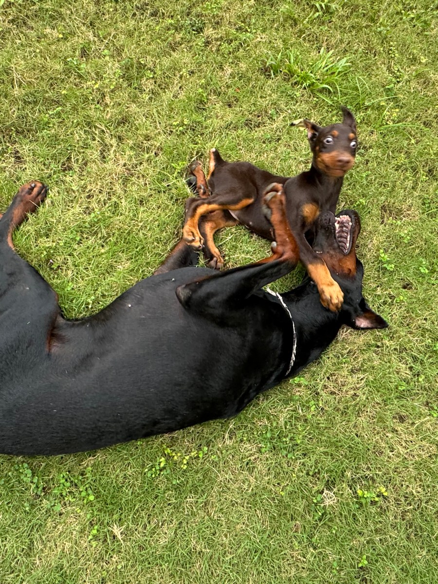 珍珠狗尊在布纳肯