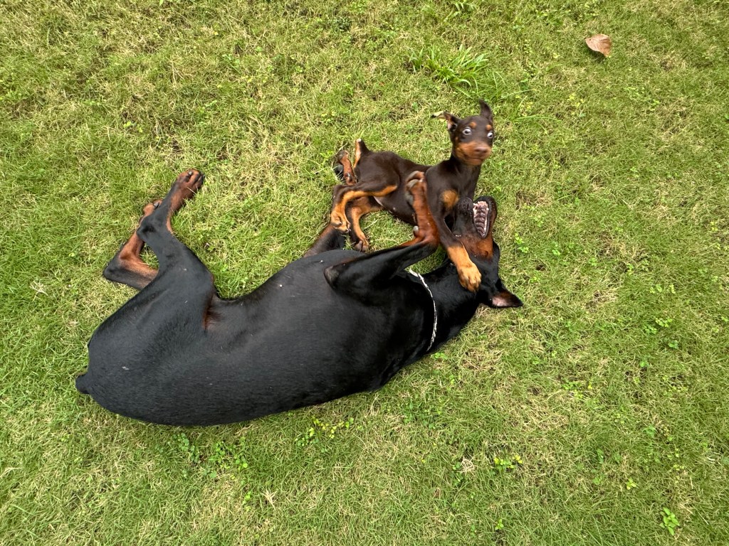 珍珠狗尊在布纳肯